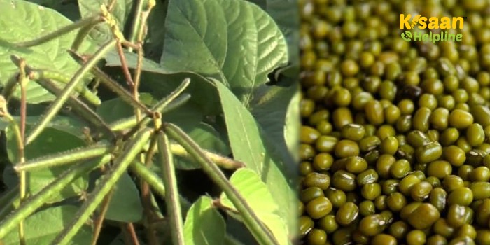 मूंग की उन्नत खेती, जानिए कैसे लें मूंग की भरपूर पैदावार